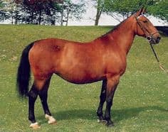 Rottaler Horse