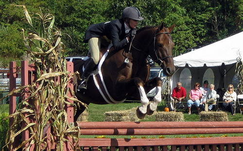 Sachsen Warmblood Horse